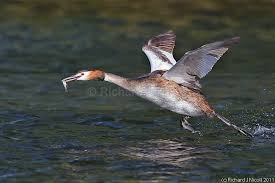 Attēlu rezultāti vaicājumam “Podiceps cristatus”