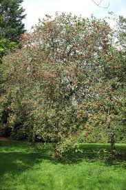 Attēlu rezultāti vaicājumam “Crataegus submollis”