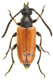 Attēlu rezultāti vaicājumam “Pseudovadonia livida”