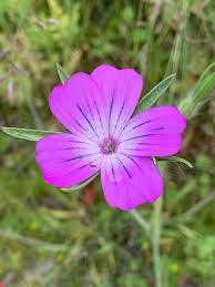 Image result for Agrostemma githago