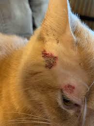 Картинки по запросу белку зажевало в диск