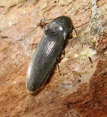 Attēlu rezultāti vaicājumam “Harminius undulatus”