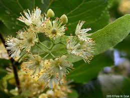 Attēlu rezultāti vaicājumam “Tilia cordata leaf”