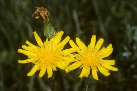 Attēlu rezultāti vaicājumam “Scorzonera humilis bud”