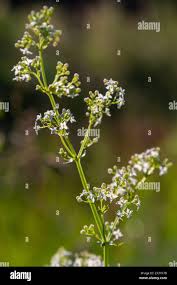 Attēlu rezultāti vaicājumam “Galium album bud”