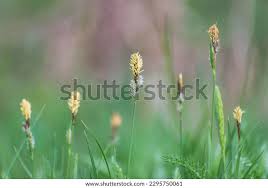 Attēlu rezultāti vaicājumam “Carex caryophyllea flower”