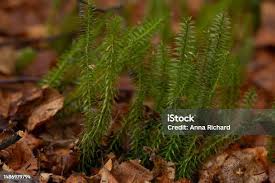 Attēlu rezultāti vaicājumam “Lycopodium annotinum”