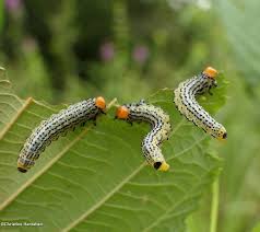Attēlu rezultāti vaicājumam “Argidae larva”