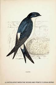 Attēlu rezultāti vaicājumam “Delichon urbicum”