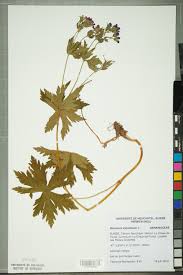 Attēlu rezultāti vaicājumam “Geranium sylvaticum leaf”