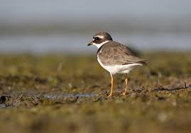 Attēlu rezultāti vaicājumam “Charadrius hiaticula adult”
