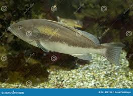 Image result for Epinephelus costae
