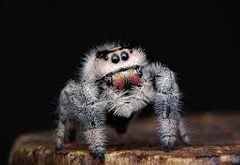 Image result for spider