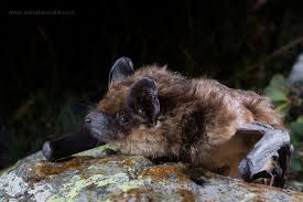 Attēlu rezultāti vaicājumam “Eptesicus nilssonii”