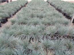 Attēlu rezultāti vaicājumam “Helictotrichon pratense”