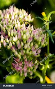 Attēlu rezultāti vaicājumam “Hylotelephium telephium bud”