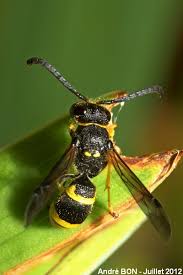 Attēlu rezultāti vaicājumam “Ancistrocerus sp. male”