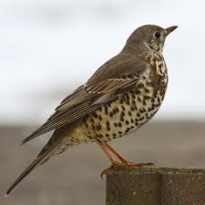 Attēlu rezultāti vaicājumam “Turdus viscivorus adult”