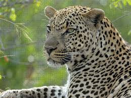 Image result for True stiners