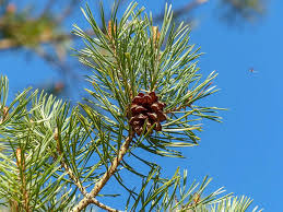 Attēlu rezultāti vaicājumam “Pinus sylvestris leaf”
