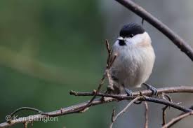 Image result for Poecile palustris