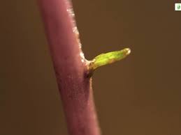 Attēlu rezultāti vaicājumam “Lobelia dortmanna bud”