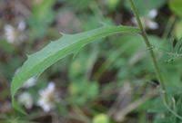 Attēlu rezultāti vaicājumam “Hieracium vulgatum”