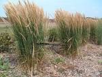 PlantFiles Pictures: Karl Foersters Feather REED Grass, Feather.