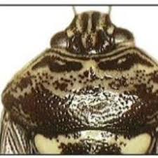 Attēlu rezultāti vaicājumam “Capsodes gothicus imago”