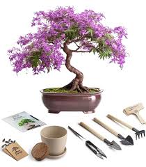 Attēlu rezultāti vaicājumam “Larix kaempferi female flower”