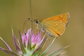 Attēlu rezultāti vaicājumam “Ochlodes sylvanus underside”
