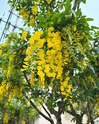 Attēlu rezultāti vaicājumam “Laburnum anagyroides flower”