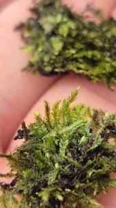 Attēlu rezultāti vaicājumam “Taxiphyllum wissgrillii”