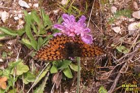 Attēlu rezultāti vaicājumam “Boloria titania”