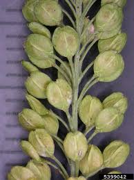 Attēlu rezultāti vaicājumam “Lepidium densiflorum bud”