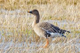 Attēlu rezultāti vaicājumam “Anser serrirostris”