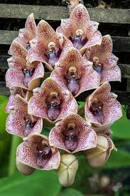 Attēlu rezultāti vaicājumam “Lycogala convexum”