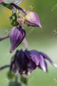 Attēlu rezultāti vaicājumam “Aquilegia vulgaris bud”