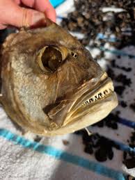Image result for Hyporthodus quernus
