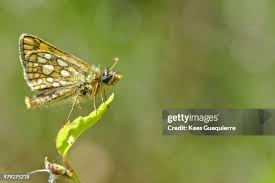 Attēlu rezultāti vaicājumam “Carterocephalus palaemon”