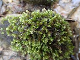 Attēlu rezultāti vaicājumam “Platyhypnidium riparioides”