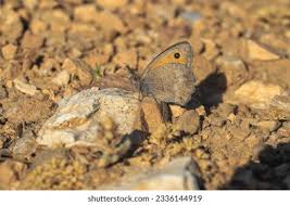 Attēlu rezultāti vaicājumam “Hyponephele lycaon”