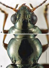 Attēlu rezultāti vaicājumam “Bembidion litorale”
