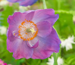 Image result for Meconopsis betonicifolia