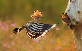 Attēlu rezultāti vaicājumam “Upupa epops”