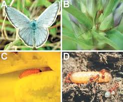 Attēlu rezultāti vaicājumam “Maculinea alcon”