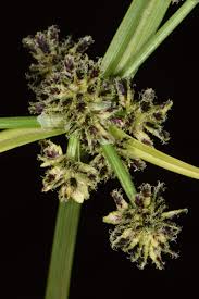 Attēlu rezultāti vaicājumam “Cyperus fuscus fruit”