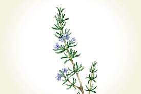 Image result for Rosmarin