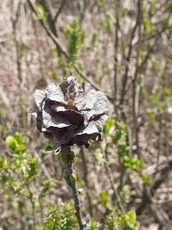 Attēlu rezultāti vaicājumam “Rhabdophaga rosaria”