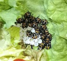 Attēlu rezultāti vaicājumam “Palomena prasina nymph”